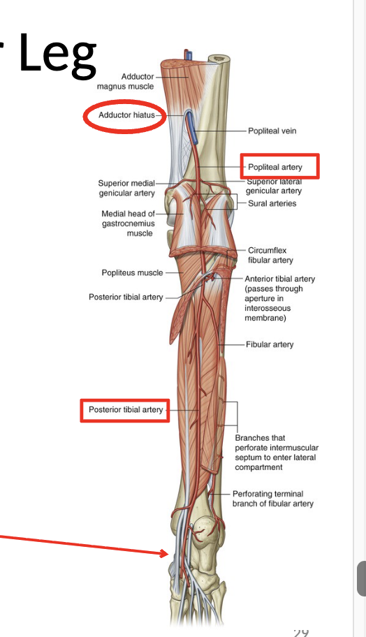 <p>Femoral Artery</p><ul><li><p>passes through the adductor hiatus and becomes the <mark data-color="yellow" style="background-color: yellow; color: inherit;">popliteal artery</mark> behind the knee</p></li><li><p>bifurcates and continues down as the <mark data-color="yellow" style="background-color: yellow; color: inherit;">posterior tibial artery </mark>superficial to TDH and deep to gastroc/soleus</p></li><li><p>passes through flexor retinaculum</p></li></ul><p></p>