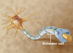 <p>- Supporting cells of the peripheral nervous system responsible for the formation of myelin.</p>