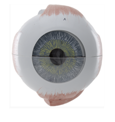 <p>Layers of the eye: what layer is this?</p>