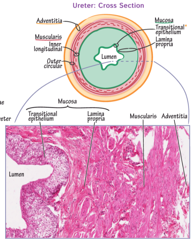 <p>Mucosa on ureter contains</p>