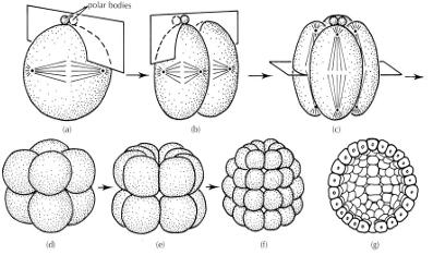 <p>indeterminate development of cells</p>