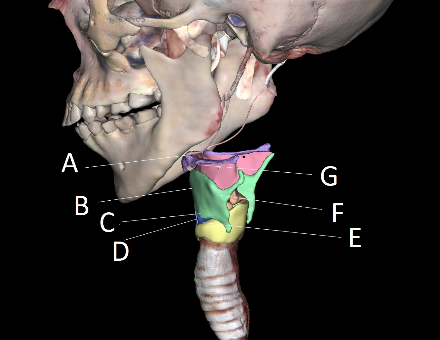 <p>G</p>