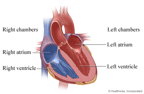 <p>Right atrium, left atrium, right ventricle, and left ventricle.</p>