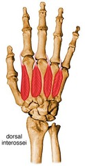 <p>Between metacarpals</p><p>> Abduct the fingers</p>