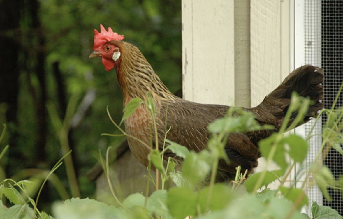 <p>What is this </p>