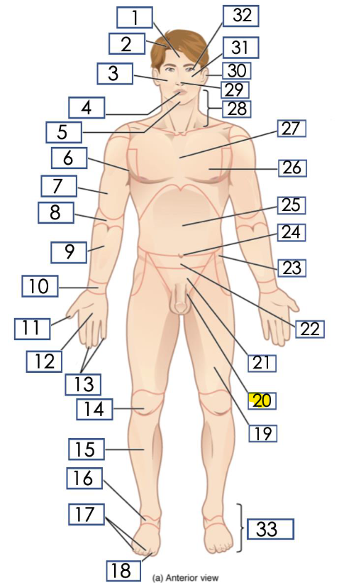 <p>pubis -Pubic area</p>