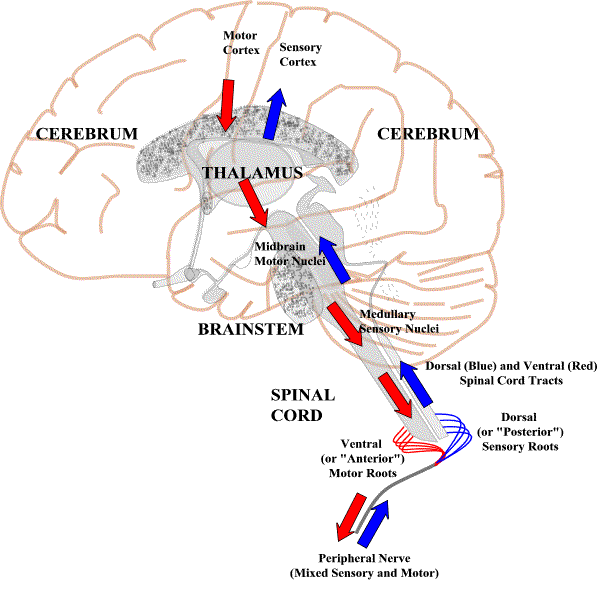 <p>Motor nerves faces and attaches to ventral of spinal cord while sensory nerve faces and attaches to dorsal for everyone</p>