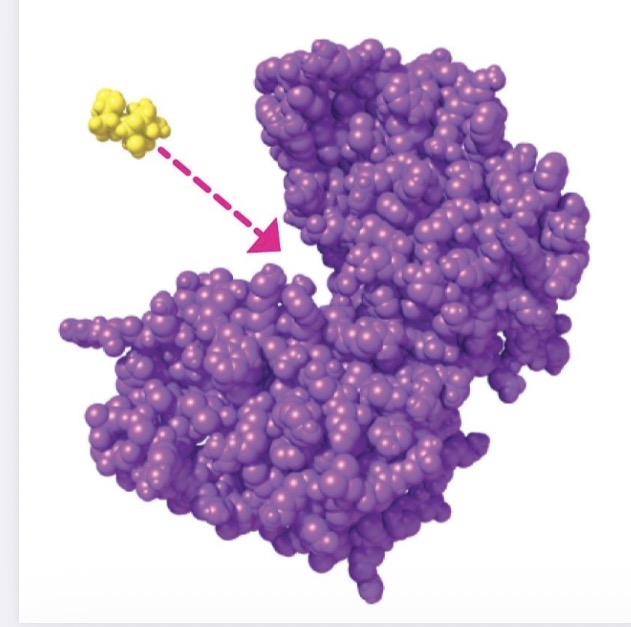 <p>Catalytic protein with specific substrate binding pocket. Cytoplasm and cellular compartments. Lowers activation energy to speed up metabolic reactions.</p>