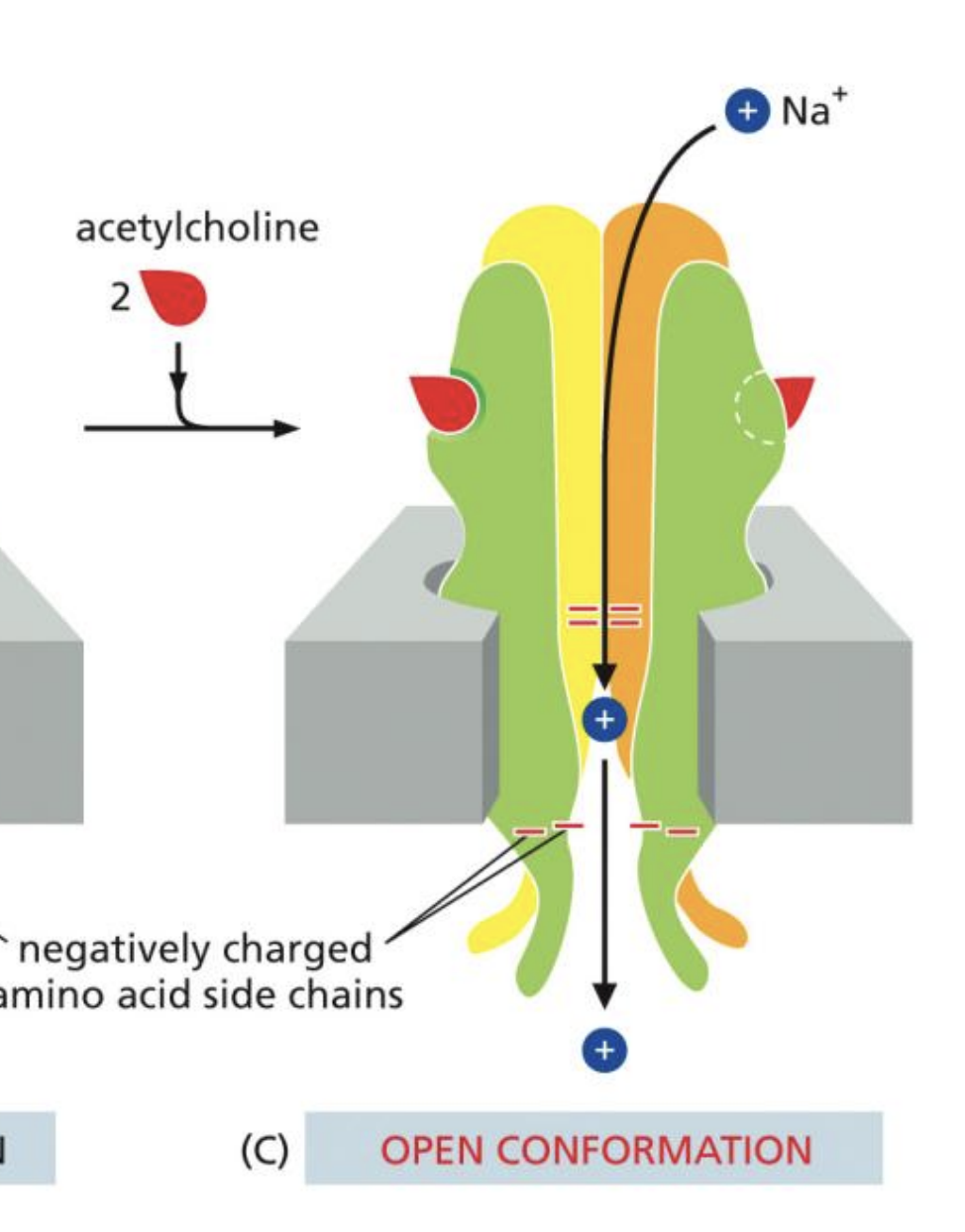 <p>5 Transmembrane subunits, 2 bind to Acetylcholine<br>When both are bound, sodium-potassium transfer occurs</p>