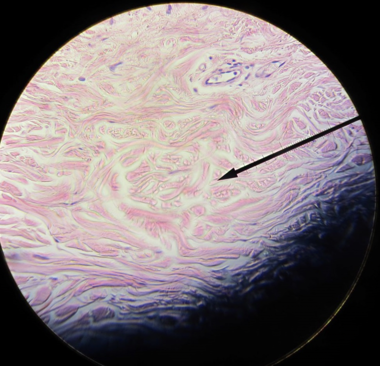 <p>what tissue is this</p>