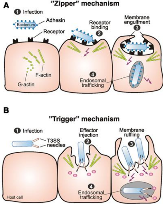 <p><strong><u>Zipper:</u></strong></p><ul><li><p>exploits host cell pathways normally used for adhesion</p></li><li><p>induces receptor immobilisation </p></li><li><p>bacteria is engulfed (similarly to endocytosis) </p></li><li><p>very close interaction with host cell surface  </p></li></ul><p>e.g. Listeria monocytogenes </p><ul><li><p>gram +ve, fod-borne pathogen</p></li><li><p>internalisation requires the actin cytoskeleton and bacterial protein Internalin A (an invasin) → interacts with E-cadherin which normally forms tight junctions, but Internalin A causes clustering of these E-cadherins to facilitate entry </p></li></ul><p></p><p><strong><u>Trigger:</u></strong></p><ul><li><p>via secretion system, pathogens inject effector proteins into cells to manipulate cell cytoskeleton → ruffling </p></li></ul><p>e.g. Salmonella</p><ul><li><p>mediated by a type II secretion system. Needle like structure injects into the host cell</p></li></ul><p></p>