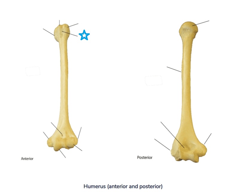 <p>Identify this bone feature labeled by the blue star and define its anatomical purpose.</p>