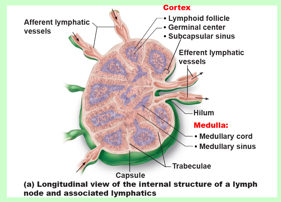 <ul><li><p><strong>filter lymph</strong>: <u>macrophages </u>destroy microorganisms and debris</p></li><li><p><strong>immune system</strong>: <u>lymphocytes </u>are activated and mount an attack against antigens</p></li></ul><p></p>