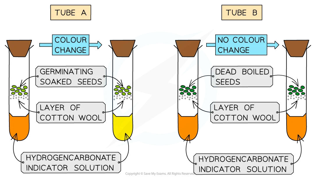 <p>Two beakers both with sodium hydrogen carbonate solution in them, then a little tray and in one a dead bug and the other a live bug. The live one will respire aerobically and produce waste products of CO<sub>2 </sub>which turns the red solution yellow. The dead one will remain red due to no respiration.</p>