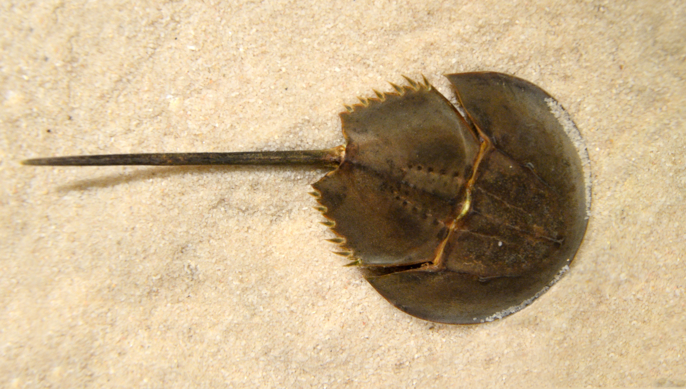 <p>horseshoe crab</p>