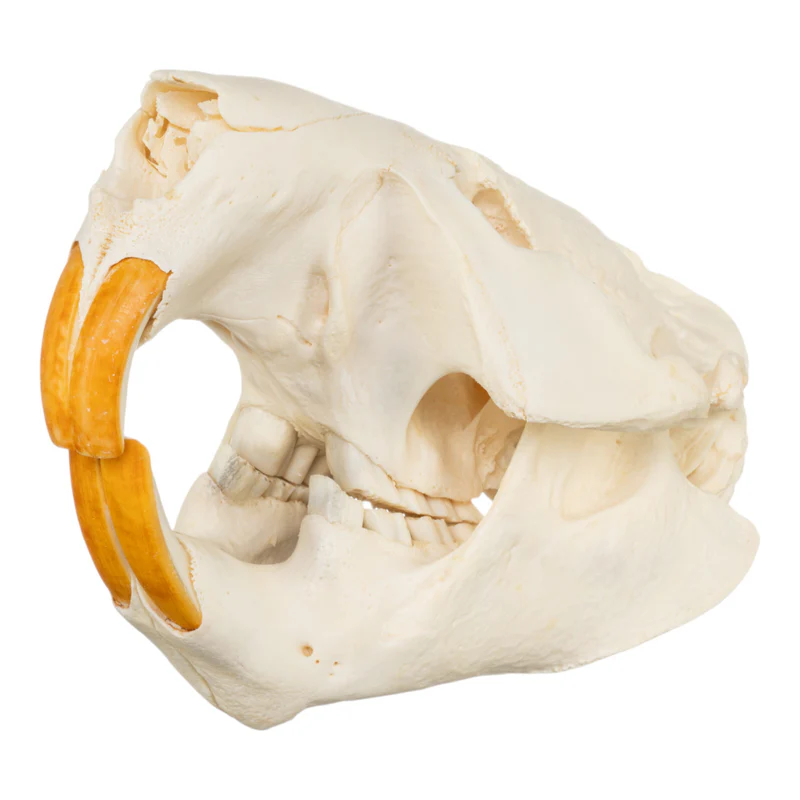 <p><span>1/1 incisors, sciuromorphous, no postorbital process; leather-like flattened tail</span></p>