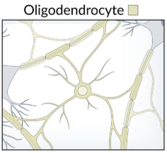 <p>Myelination in CNS + CN II = Increase conduction speed (saltatory)</p><p>1 cell/several axons</p>