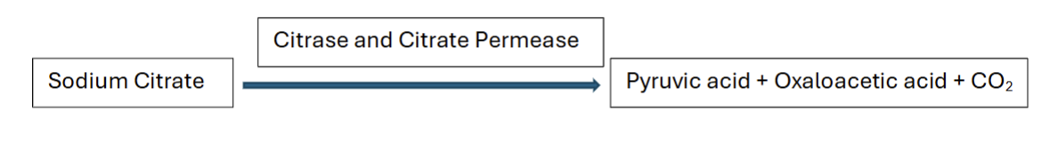 <p>Citrate as sole carbon source</p>