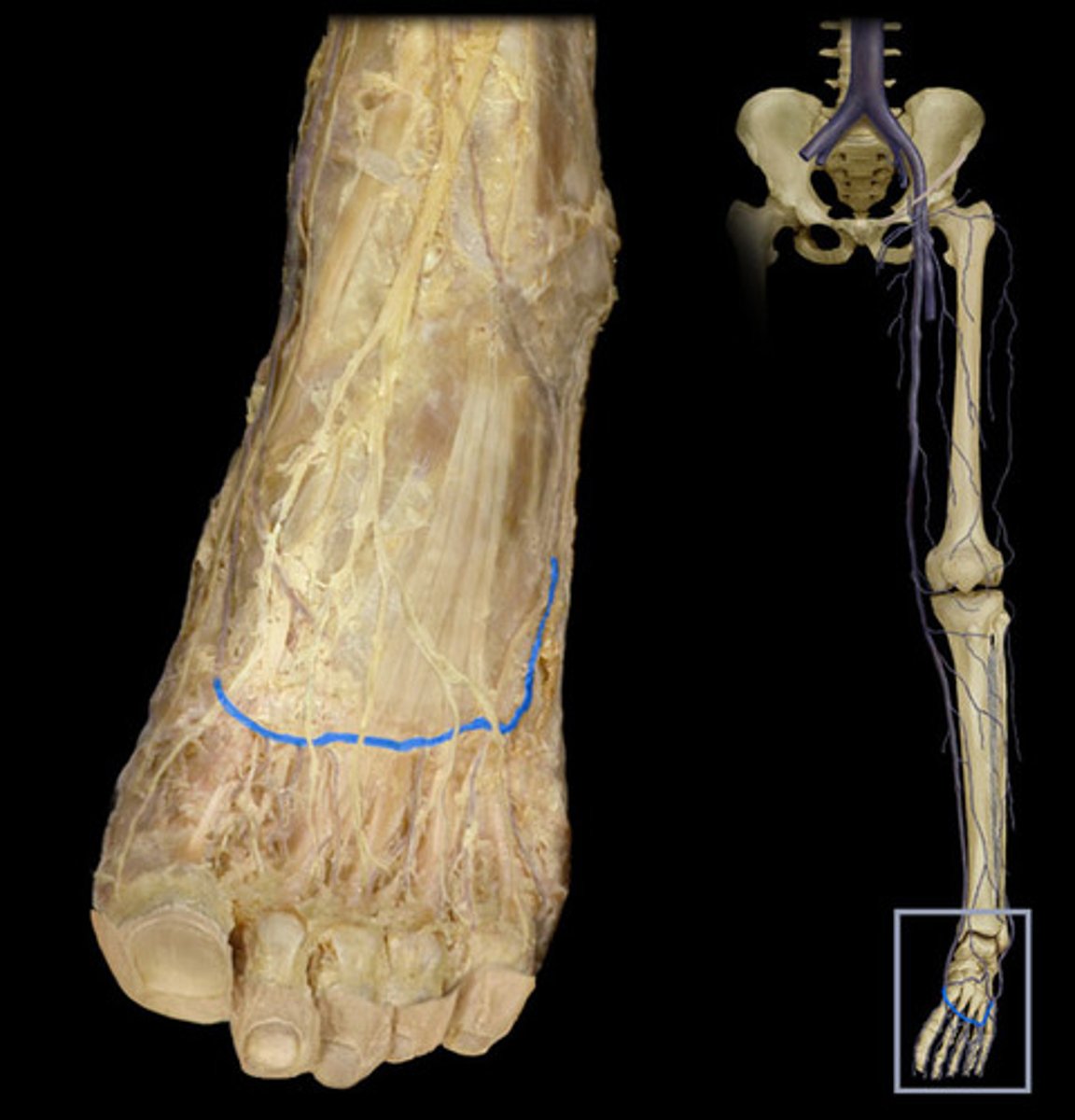 knowt flashcard image