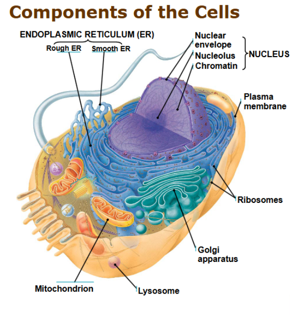 <p>endoplasmic reticulum</p><ul><li><p>smooth - builds fats, stores calcium</p></li><li><p>rough - ribosomes, makes/folds/checks proteins</p></li></ul><p>cell membrane - selective barrier</p><p>nucleus - home of DNA</p><p>ribosomes - </p><p>golgi apparatus - ships and receives proteins</p><p>lysosomes/vacuoles - contain enzymes, fuse together to digest</p><p>mitochondrion - cellular respiration</p><p></p>