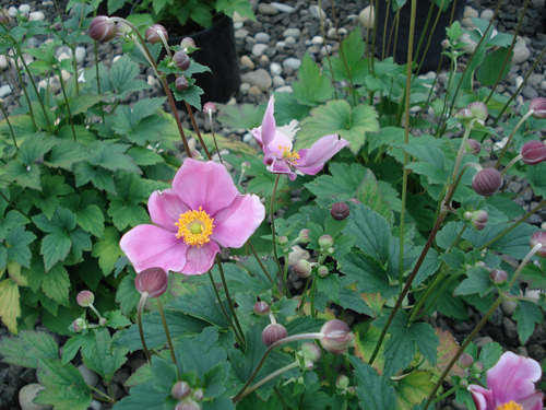 <p>Japanese Anemone</p>