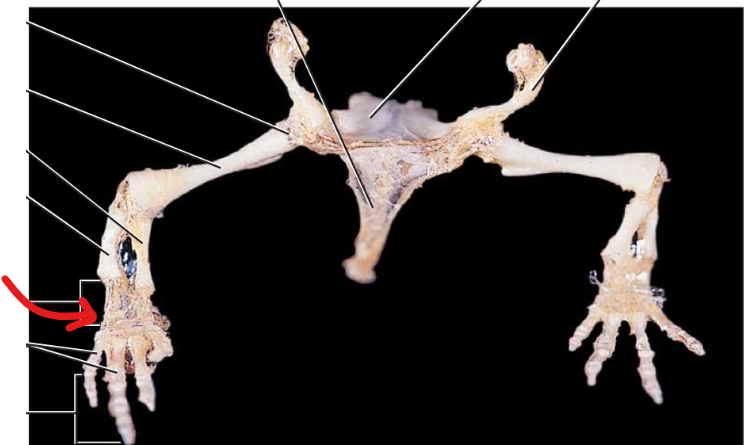 <p>The intermediate series of bones in the pes.</p>