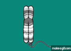 <p>Chromosomes are <strong>long strands </strong>of <strong>DNA </strong>found in the <strong>nuclei </strong>of <strong>cells</strong></p>