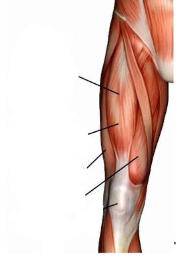 <p>Where is the vastus lateralis </p>