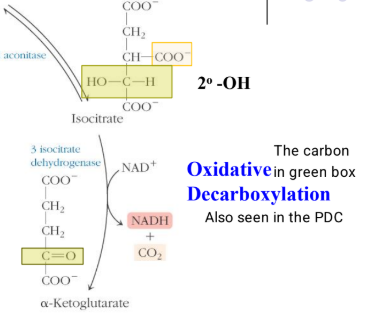 <ul><li><p>with the enzyme isocitrate dehydrogenase</p></li><li><p>its the first oxidative decarboxylation (also seen in the PDC), its regulated, irriversible, and an energy capture stage because NAD+ is reduced to NADH</p></li><li><p>carbon dioxide is also produced as well as alpha-ketoglutarate with a carbonyl ketone </p></li><li><p>takes isocitrate and NAD+ to make NADK, CO2, and alpha-ketoglutarate</p></li></ul><p></p>