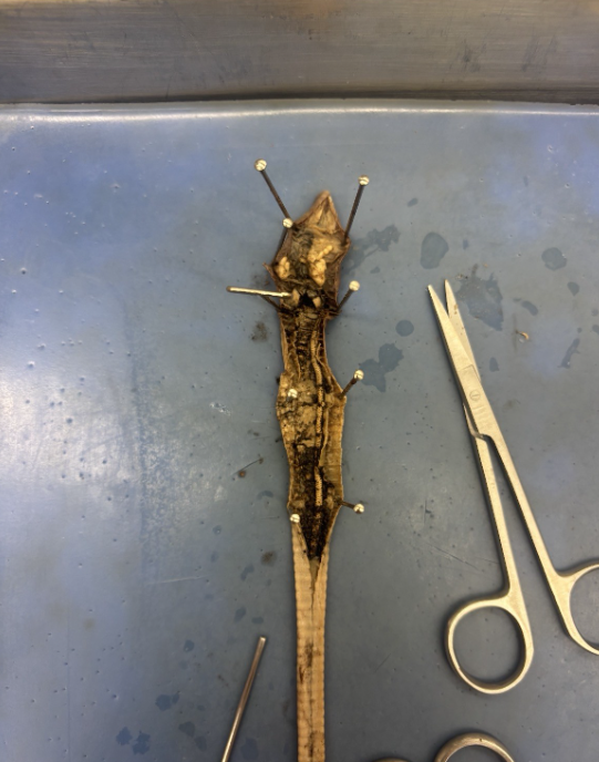 <p>What Phylum, Class, and Subclass does this belong to?</p>