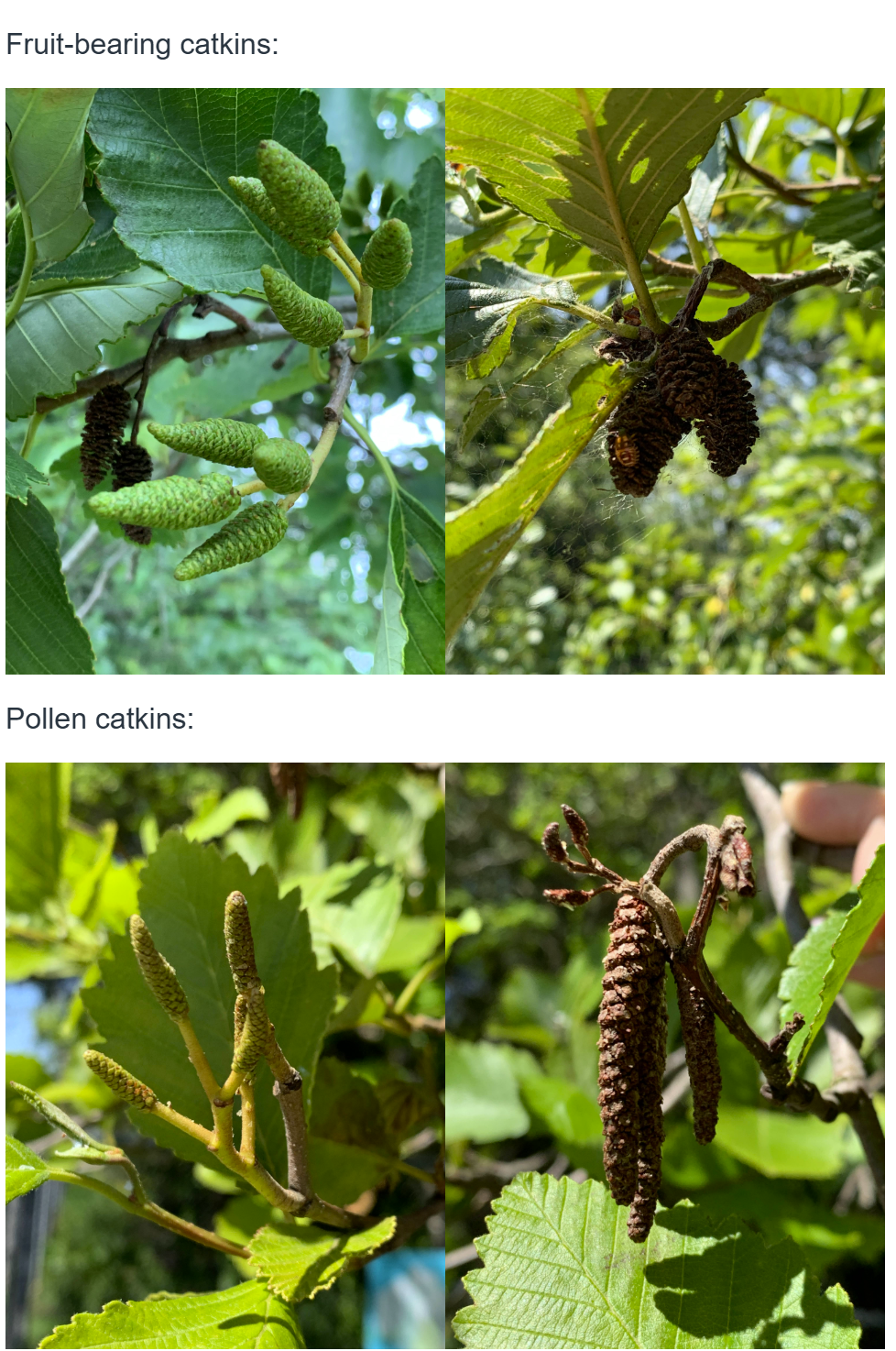 <p><em>Alnus rubra </em></p><ul><li><p>it’s an early-successional species; v shade intolerant </p></li></ul><p>Leaves = oval-shaped, and have double serrated margins (larger toothed edge has smaller teeth on it</p><ul><li><p>revolute (roll over slightly on the underside) </p></li><li><p>alternate arrangement </p></li></ul><p>Flowers grow on catkins </p><p>Bark is green when young and turns white grey with age; if damaged turns rusty red colour  </p><p></p>