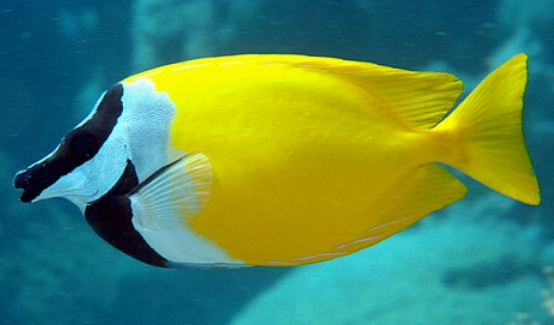 <p>Venomous fin rays, foxface protrudes slightly, black diagonal line through the eye</p>