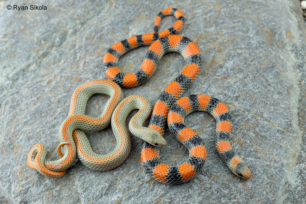 <p>Colubridae. Found S.W Missouri</p>