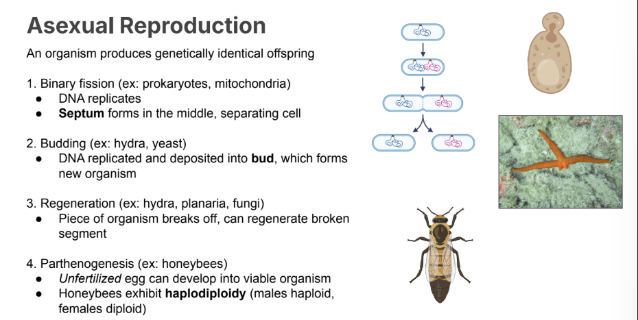 <ul><li><p><strong>Binary Fission</strong></p></li><li><p><strong>Budding</strong></p></li><li><p><strong>Regeneration</strong></p></li><li><p><strong>Parthenogenesis</strong></p></li></ul><p></p>