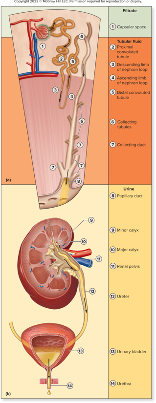 <p>Glomerulus → Capsular Space → PCT → Nephron Loop → DCT → Collecting Tubule/Duct → Papillary Duct → Minor & Major Calycles → Renal Pelvis → Ureter → Bladder → Urethra</p>