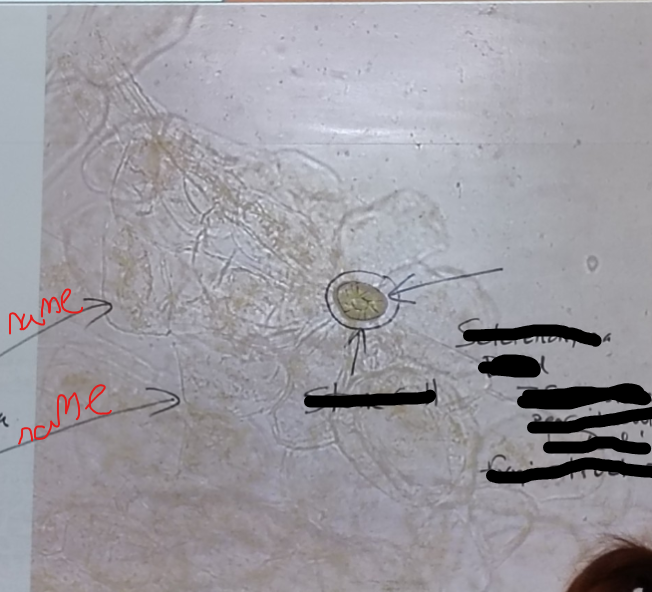 <ol><li><p>Cell name </p></li></ol><p></p>