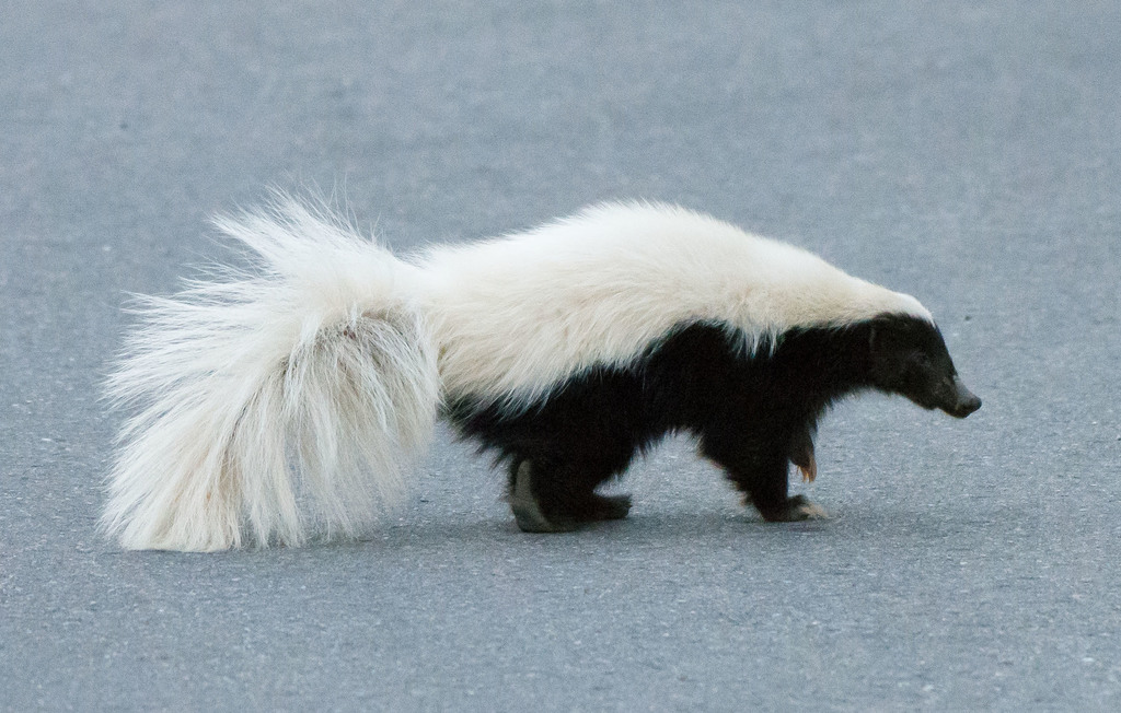 <p></p><p><strong>Back can be solid or striped. Big - pig like snout, do not have medial face stripe</strong>.</p>