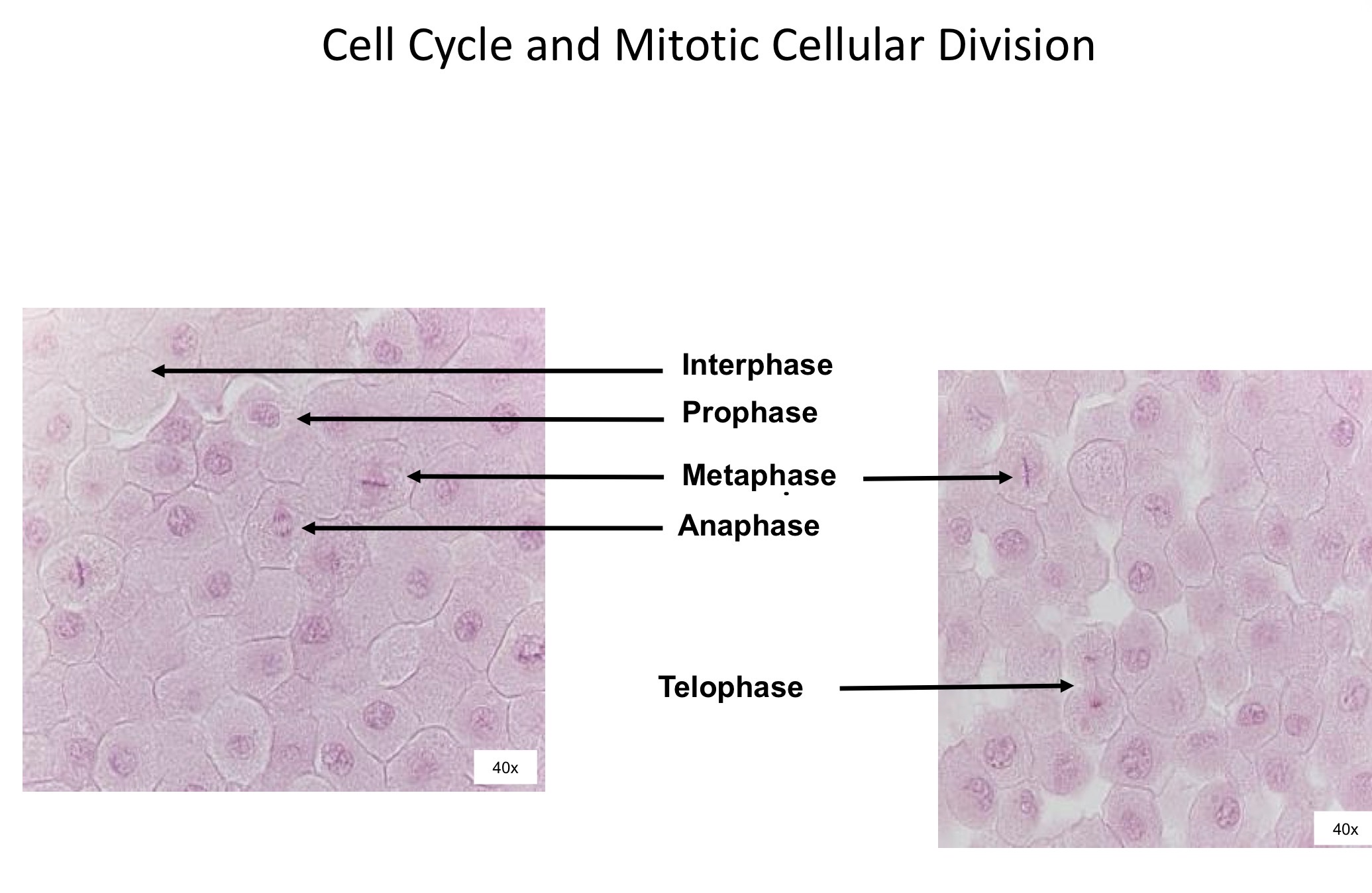 <ol><li><p>Interphase </p></li><li><p>Prophase </p></li><li><p>Metaphase </p></li><li><p>Anaphase </p></li><li><p>Telophase </p></li></ol><p></p>