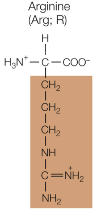 <p>Arginine</p>