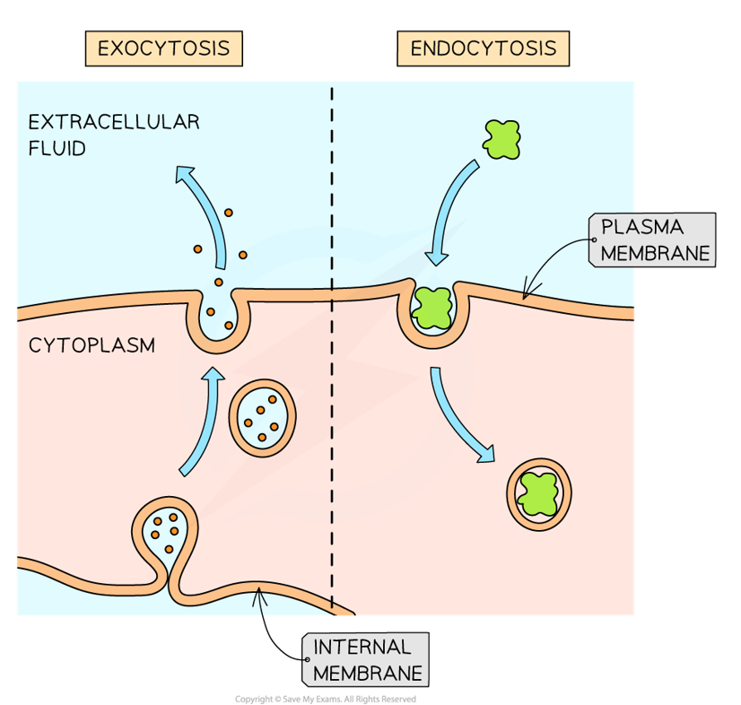 <p>The transport of larger molecules into &amp; out of cells using vesicles:</p><ul><li><p><strong>endocytosis: </strong>bulk transport into cells</p></li><li><p><strong>exocytosis: </strong>bulk transport out of cells</p></li></ul><p></p>