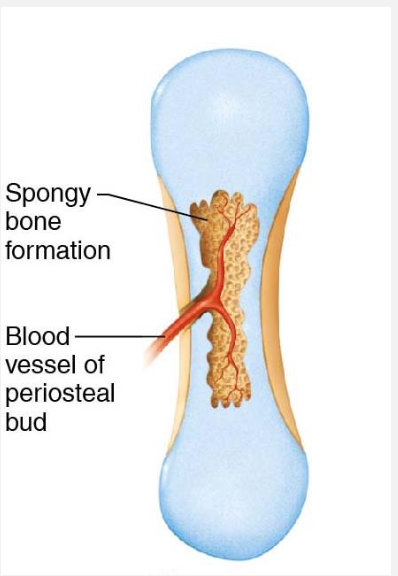 <ul><li><p>Blood vessel enters (periosteal bud)</p></li><li><p>Periosteal bud contains NAVaLs, osteoclasts, osteoblasts, &amp; red bone marrow elements </p></li><li><p>Osteoblasts from periosteal bud begin to build spongy bone over dead cartilage cells (primary center of ossification)</p></li></ul><p></p>