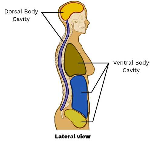 <p>Located in the <u>anterior</u> portion of the body</p><ul><li><p><strong>T</strong>horacic, <strong>a</strong>bdominal, <strong>p</strong>elvis</p></li></ul><ul><li><p>lungs, heart, stomach, and bladder</p></li></ul><p></p>