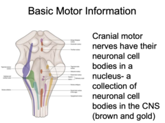<p>In a nucleus</p>