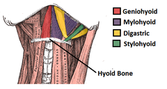 <p>digastric, stylohyoid, mylohyoid, geniohyoid</p>