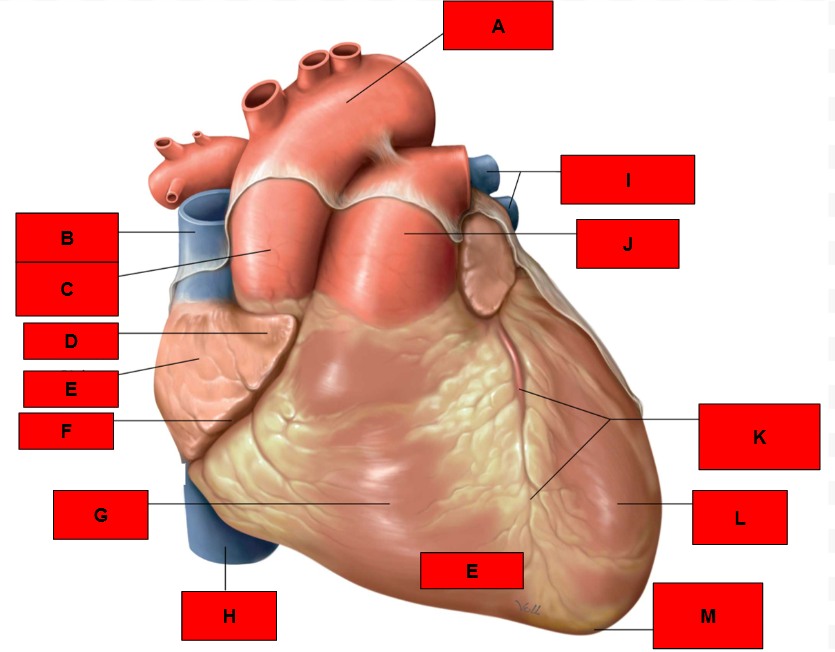 <p>What is indicated by I?</p>