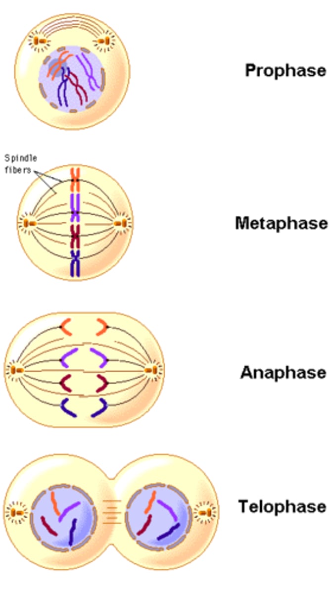 <p>Cell division for growth, repair, and maintenance in somatic cells, where one parent cell divides into two genetically identical daughter cells.</p>