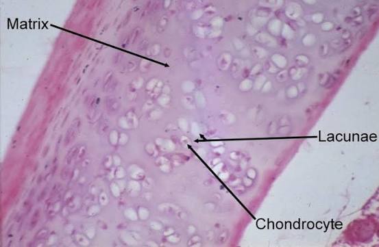 <ul><li><p><em>Characteristic Feature: </em>chondrocytes in <strong>lacunae</strong> (cavities) surrounded by chondrin extracellular matrix.</p></li><li><p><em>Cell shape/Characteristics:</em> pockets of cells.</p></li><li><p><em>Function:</em> provides flexible support, shock absorption, and reduction of friction on load-bearing surfaces.</p></li><li><p><em>Location:</em> in lacunae cavities within cartilage ground substances, spinal disks, knees, joints, ear, nose.</p><p>Chondrocytes-cells that maintain the cartilage daily activity. The cell secretes protein-carbon hydrate complex that forms the extracellular matrix.</p><p>Lacuna-cavities in cartilage where chondrocytes reside.</p><p>Chondrin Sulfate-is the ground substance- gelatin-like (rubber-like) extracellular matrix of cartilage.</p></li></ul><p></p>