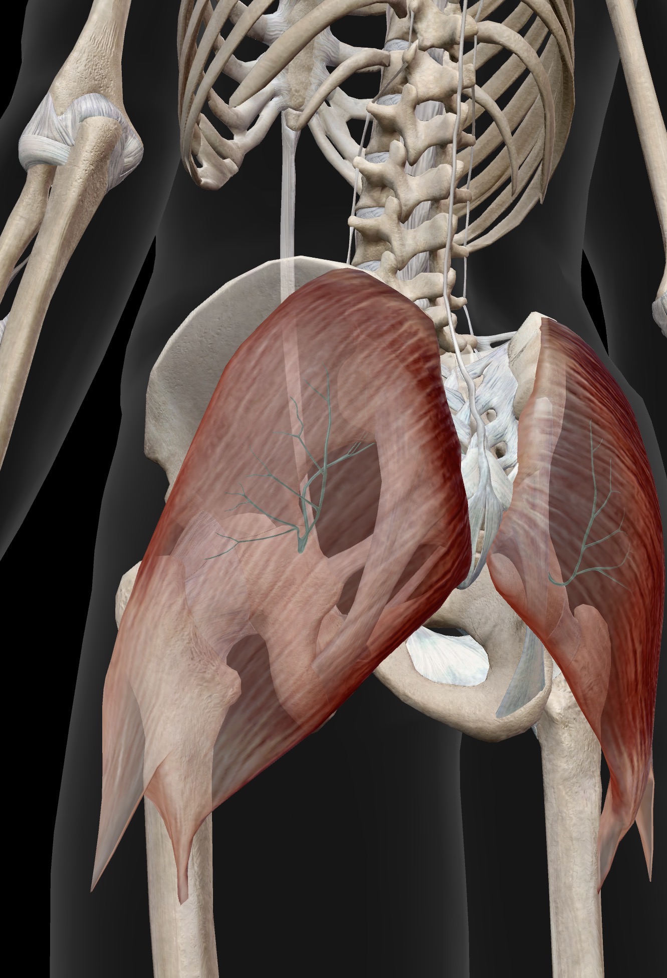 <p>Inferior gluteal nerve</p>
