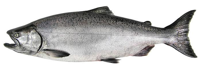 <p>What type of lure do Chinook salon like?</p>
