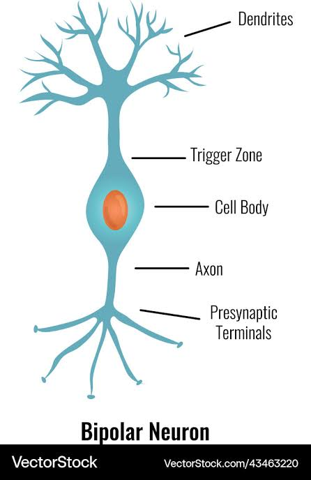 <p>sensory neurons of the <strong>retina of eye and nose</strong></p>